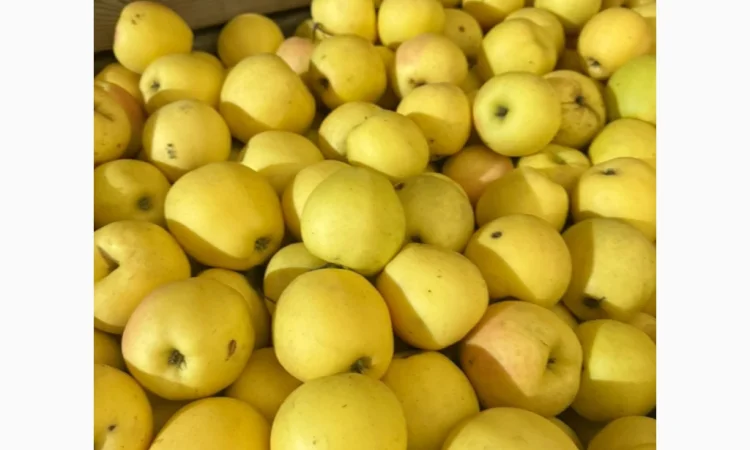 Продаю яблоки различных сортов - фото № 3