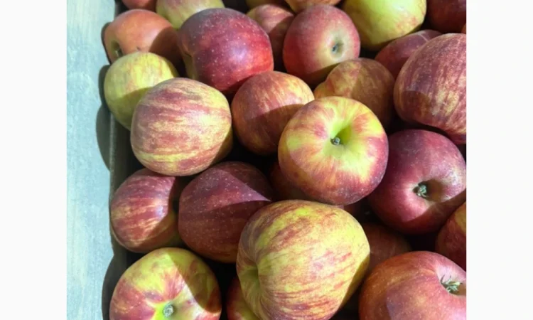 Продаю яблоки различных сортов - фото № 6