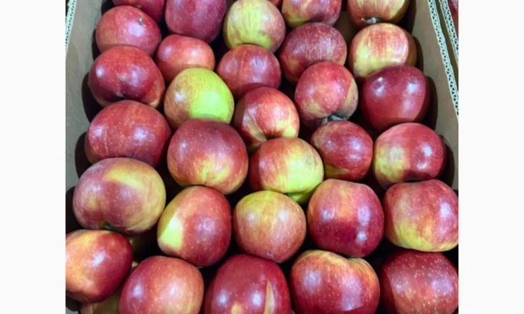 Продаю яблоки различных сортов - фото № 8