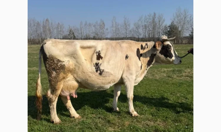 Продается корова, тельная, за 5 телят - фото № 1