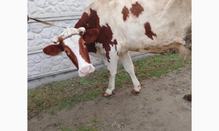 Продается корова Голштин - фото № 1