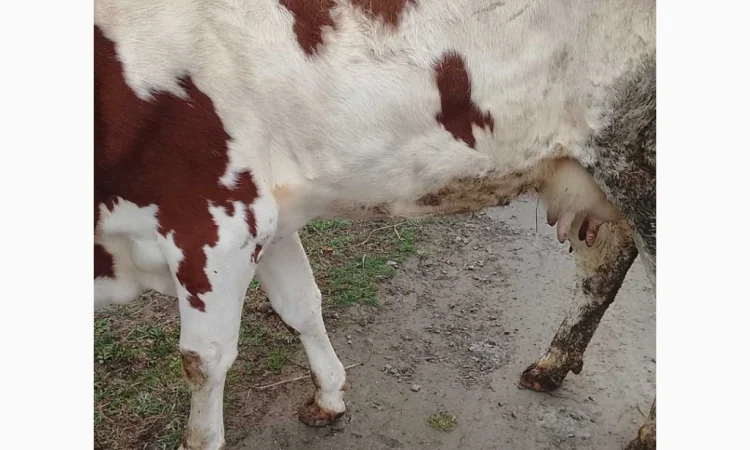 Продается корова Голштин - фото № 2