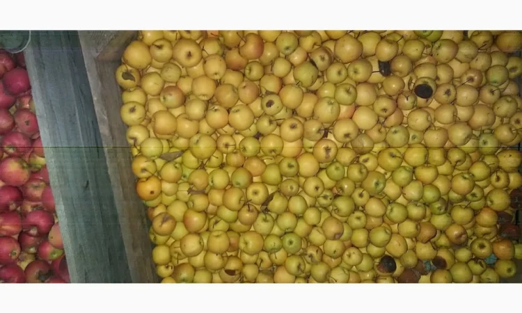 Свежие яблоки сорта Голден оптом - фото № 1