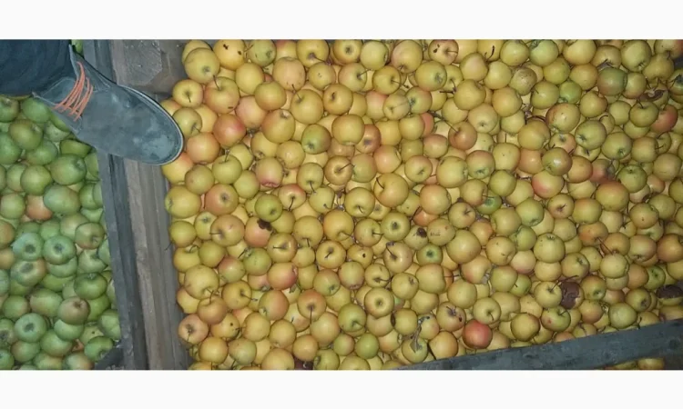 Свежие яблоки сорта Голден оптом - фото № 2