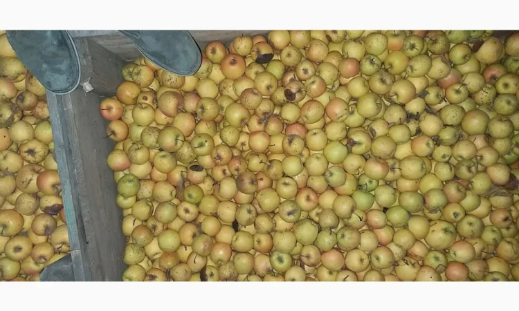 Свежие яблоки сорта Голден оптом - фото № 3