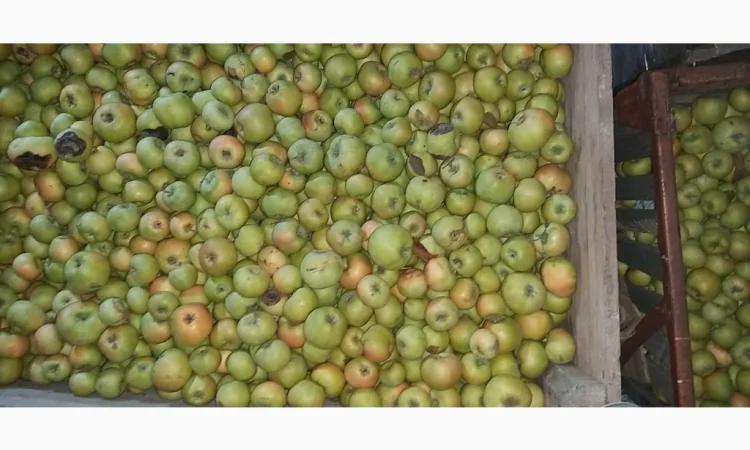 Свежие яблоки сорта Голден оптом - фото № 4