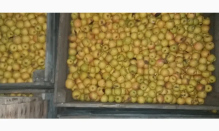 Свежие яблоки сорта Голден оптом - фото № 5