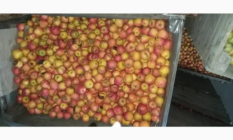 Свежие яблоки сорта Голден оптом - фото № 6