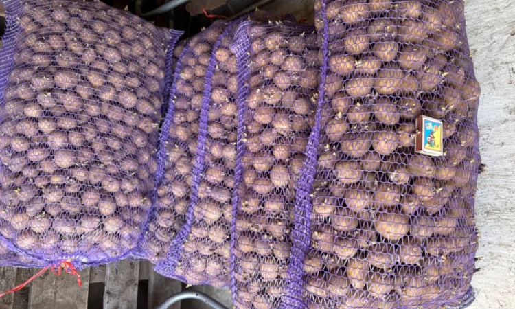 Продам посадкову картоплю - фото № 1