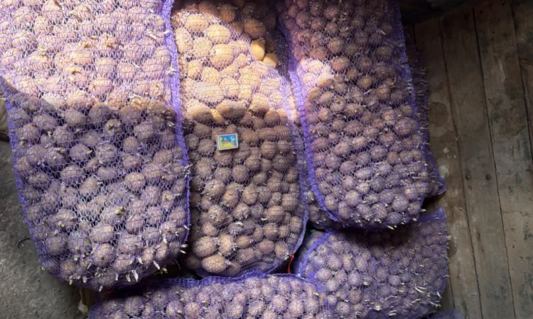 Продам посадкову картоплю - фото № 2