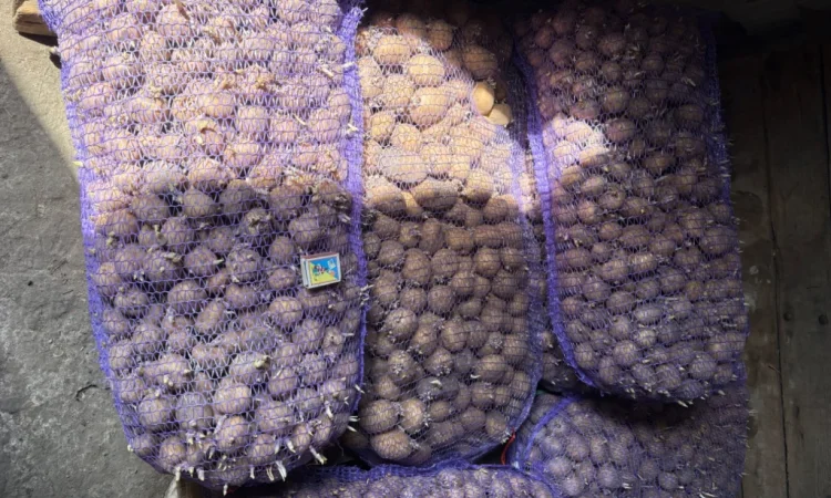 Продам посадкову картоплю - фото № 3