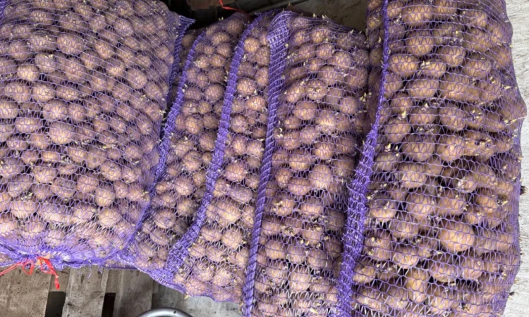 Продам посадкову картоплю - фото № 4