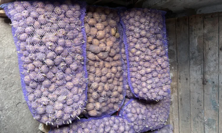 Продам посадкову картоплю - фото № 5