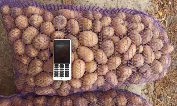 Картопля оптом товарна і насіння сорту Гранада - фото № 3