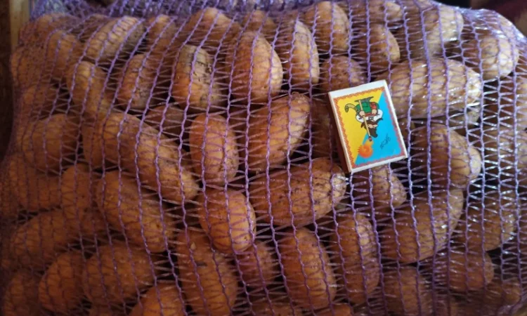 Картопля оптом товарна і насіння сорту Гранада - фото № 2