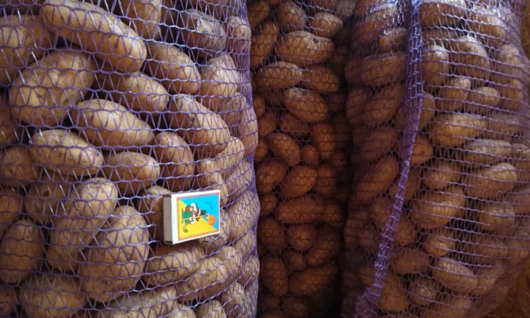 Картопля оптом товарна і насіння сорту Гранада - фото № 1