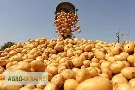 Продам оптом від виробника насіння картоплі Арізона. Умань - фото № 1