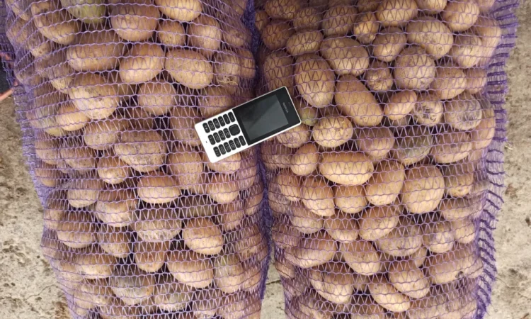 Продам оптом від виробника насіння картоплі Арізона. Умань - фото № 2