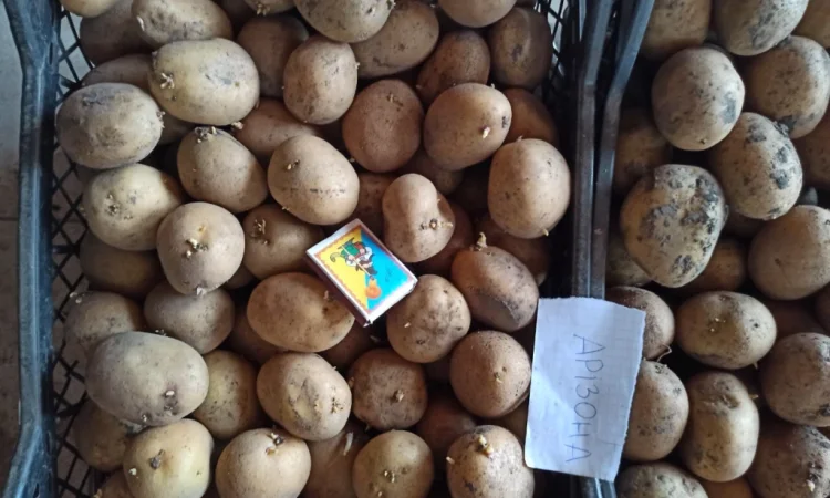 Продам оптом від виробника насіння картоплі Арізона. Умань - фото № 3