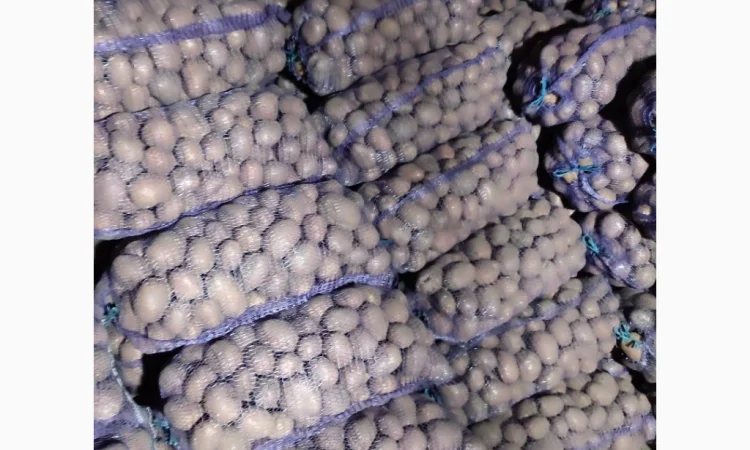 Продам товарну картоплю сорт білароса - фото № 1