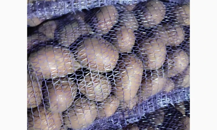 Продам товарну картоплю сорт білароса - фото № 2