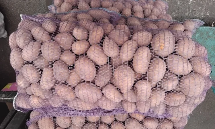 Куплю картошку разных сортов - фото № 2