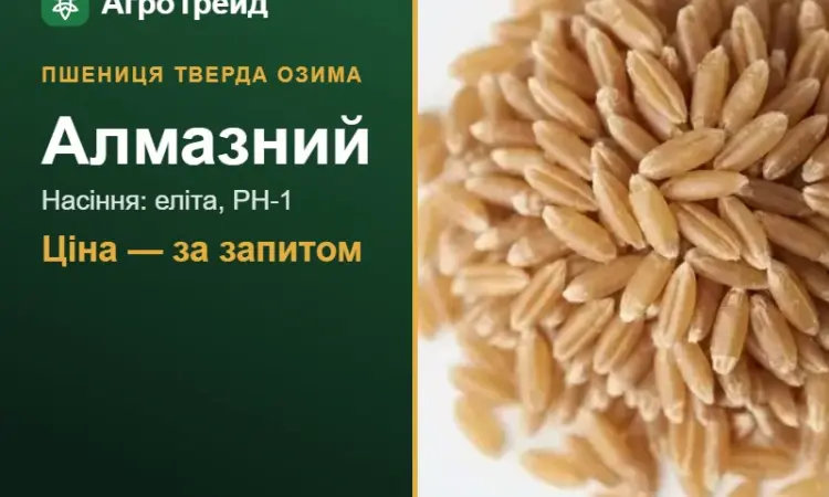 Пшениця тверда Алмазний — насіння еліта, РН-1 - фото № 1