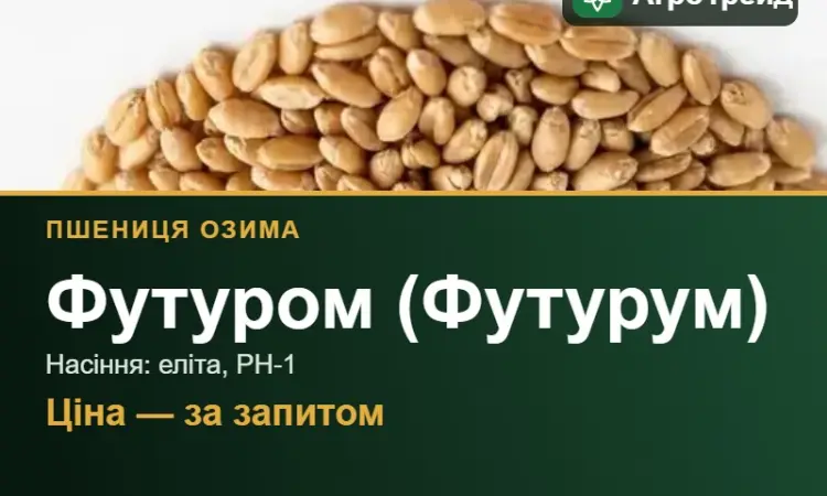 Пшениця Футуром (Футурум) — насіння еліта, РН-1 - фото № 1