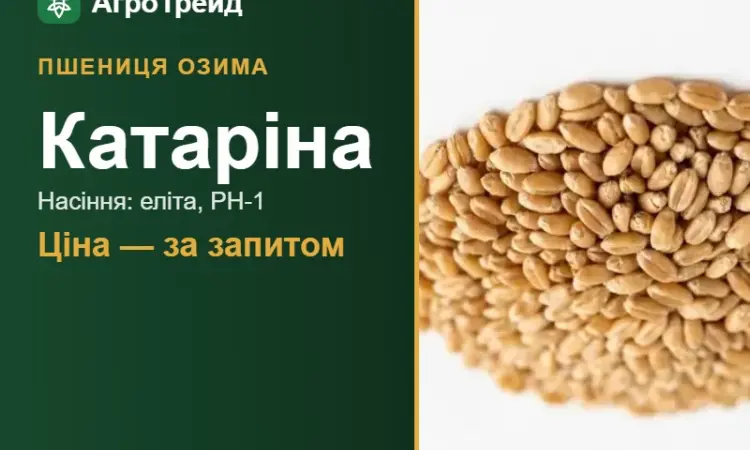 Пшениця Катаріна — насіння еліта, РН-1 - фото № 1