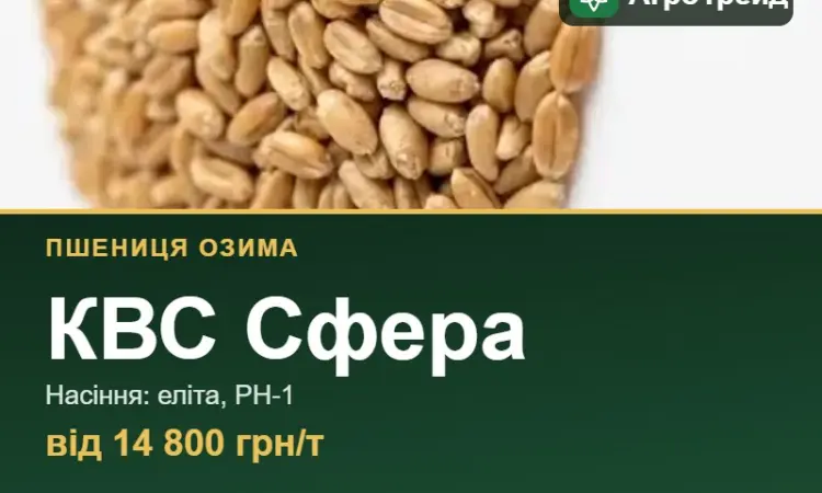 Пшениця КВС Сфера — насіння, від 14 800 грн/т - фото № 1