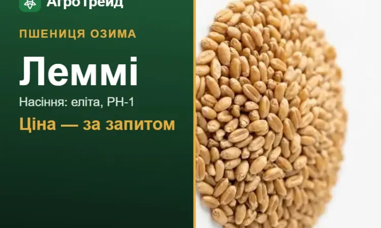 Пшениця озима Леммі — насіння - фото № 1