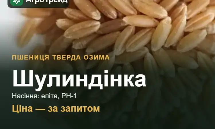 Пшениця тверда озима Шулиндінка — насіння - фото № 1
