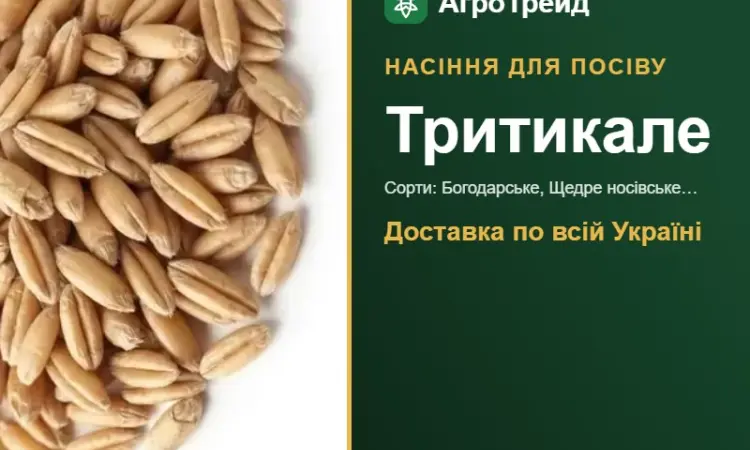 Продам насіння тритикале - фото № 1