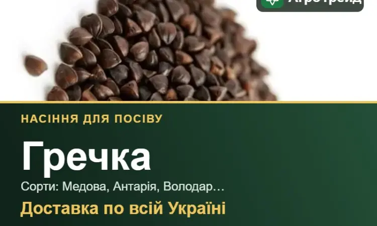 Продам насіння гречки - фото № 1