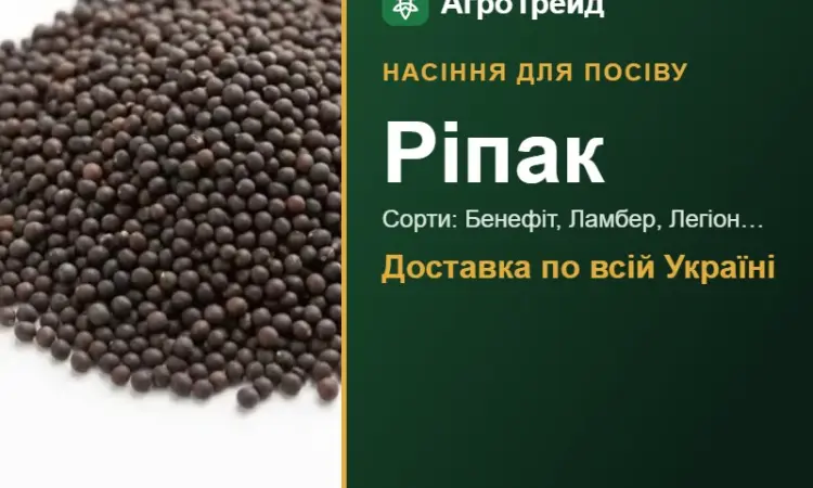 Продам насіння ріпаку - фото № 1
