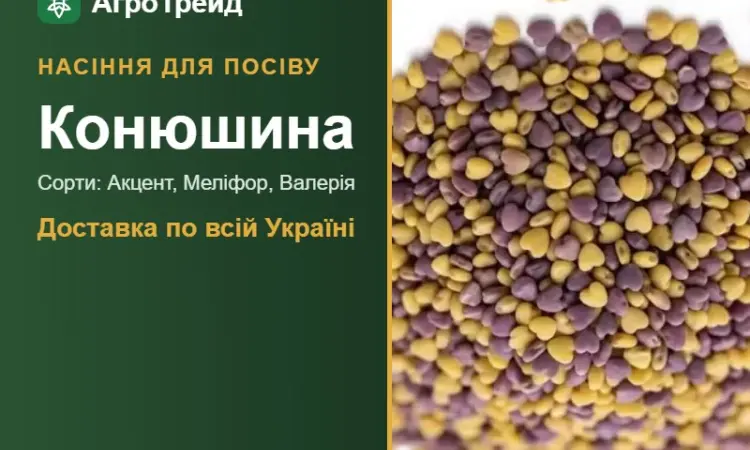 Продам насіння конюшини - фото № 1