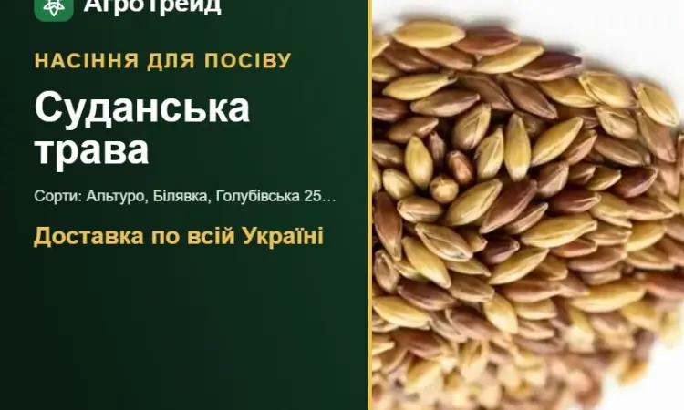 Продам насіння суданської трави - фото № 1