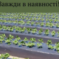 Мульчуюча плівка - фото № 1
