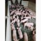 Продаем поросят мясных пород 3х породный гибрид поросята с комплекса - фото № 1