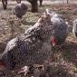 Інкубаційне яйце (курчата). Мехеленська зозуля (малин): смугаста, біла - фото № 7