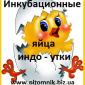 Яйця інкубаційні мускусної качки (індо-качка - фото № 1