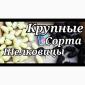 Шелковица черенки огромная: черная - фото № 1