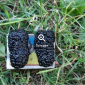 Саженцы шелковицы привитой выбор сортов - фото № 1