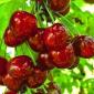 Питомник "Агродиво" реализует собственную продукцию более 900 сортов - фото № 7