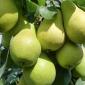 Питомник "Агродиво" реализует собственную продукцию более 900 сортов - фото № 11