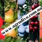 Колоновидные и среднерослые деревья - фото № 10