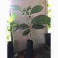 Орех Пекан - фото № 5