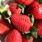 Полуниця Румба (Rumba Strawberry) саджанці полуниці Фріго - фото № 1