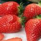 Саджанці полуниці сорту Альба (Alba Strawberry) Фріго - фото № 1
