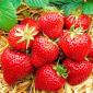 Полуниця Хоней (Honeoye Strawberry) саджанці полуниці Фріго - фото № 1